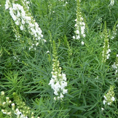 Linaire pourpre Springside White
