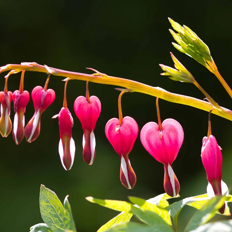 4 Coeur de Marie en mélange