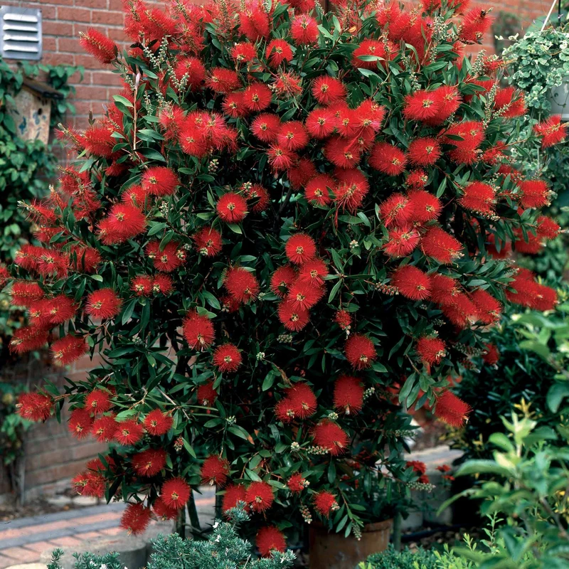 Collection de 3 arbustes : lagerstroemia, callistemon, genêt