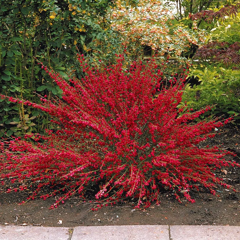 Collection de 3 arbustes : lagerstroemia, callistemon, genêt