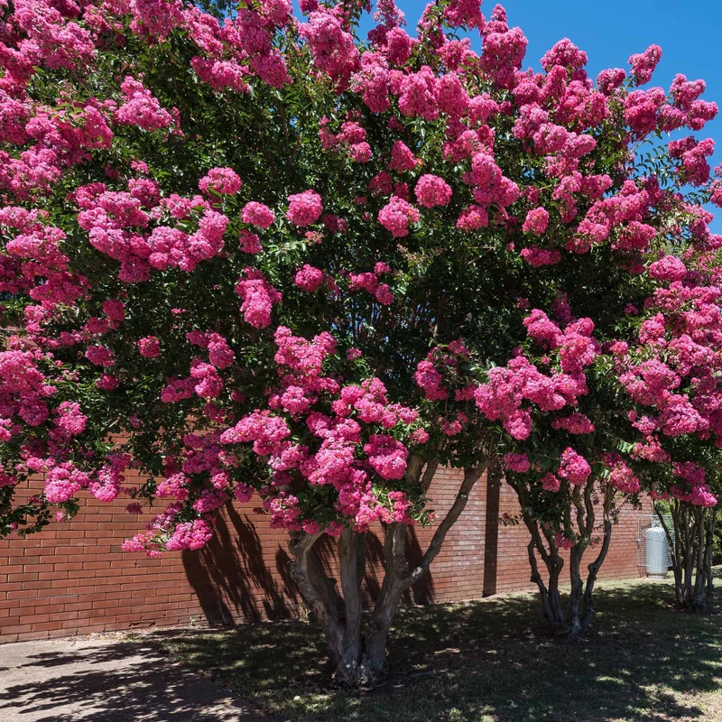 Collection de 3 arbustes : lagerstroemia, callistemon, genêt
