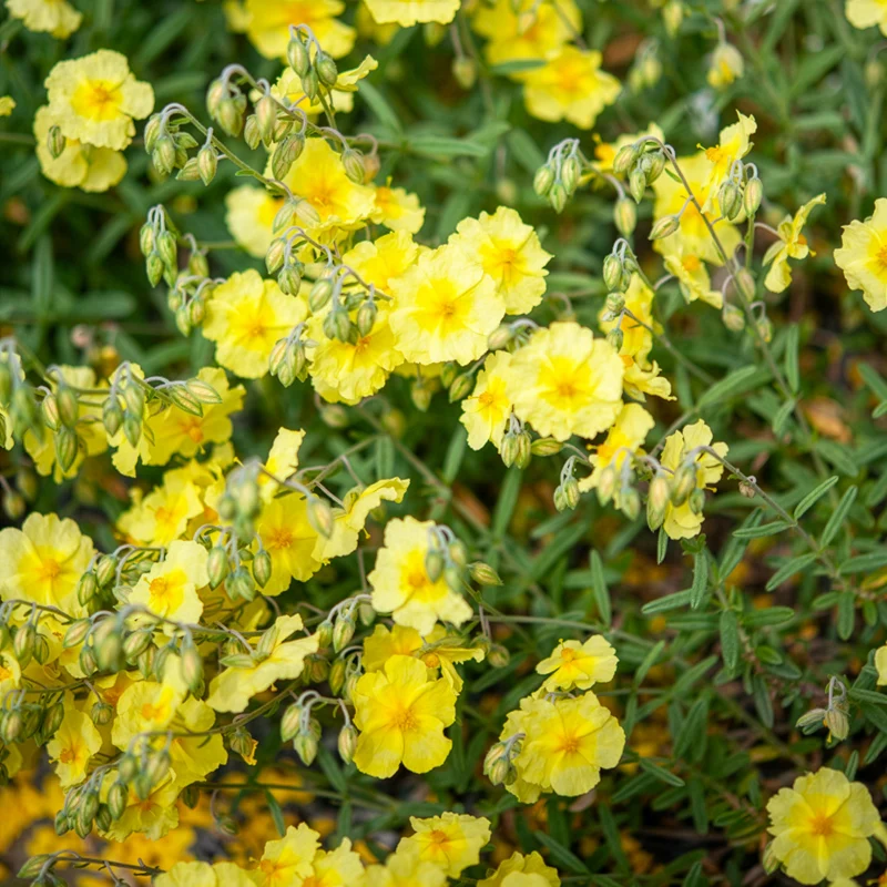 Hélianthème Wisley Primrose