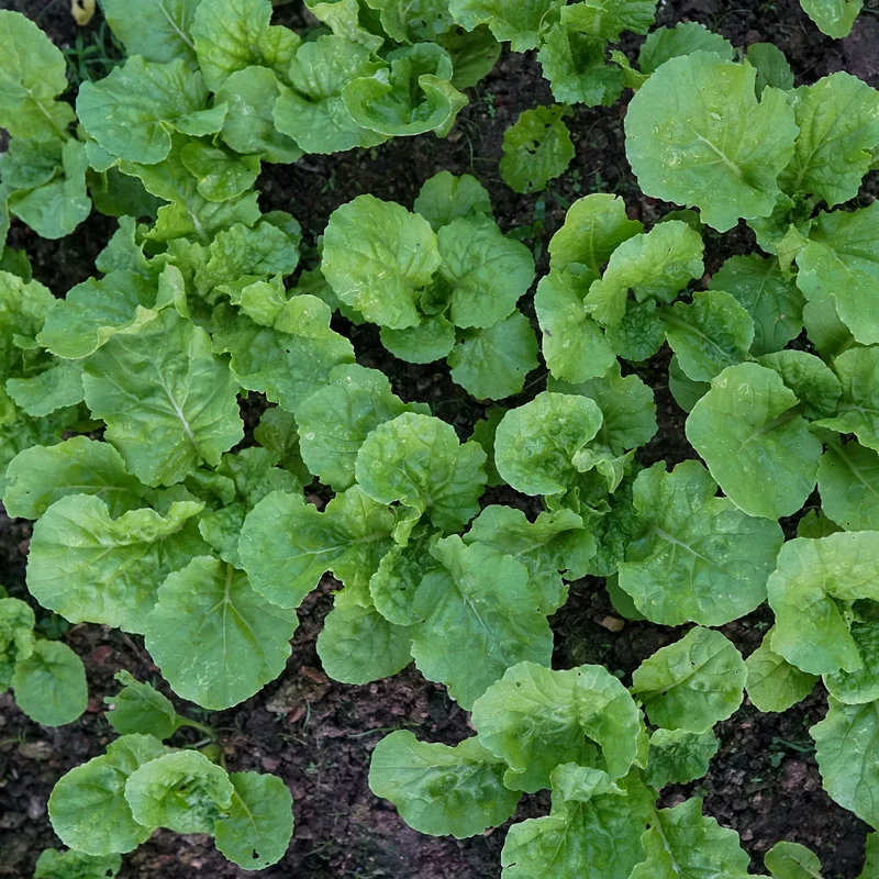 Feuille de chou navet vert