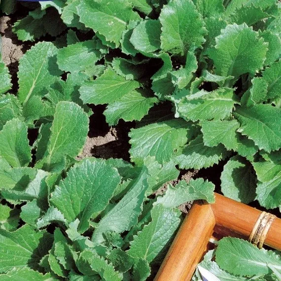Feuille de chou navet vert