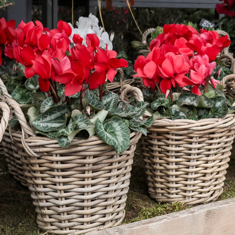 3 Cyclamens rouges