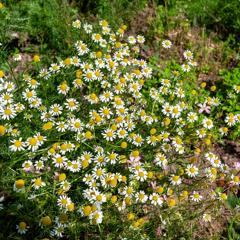 Camomille Allemande Bio