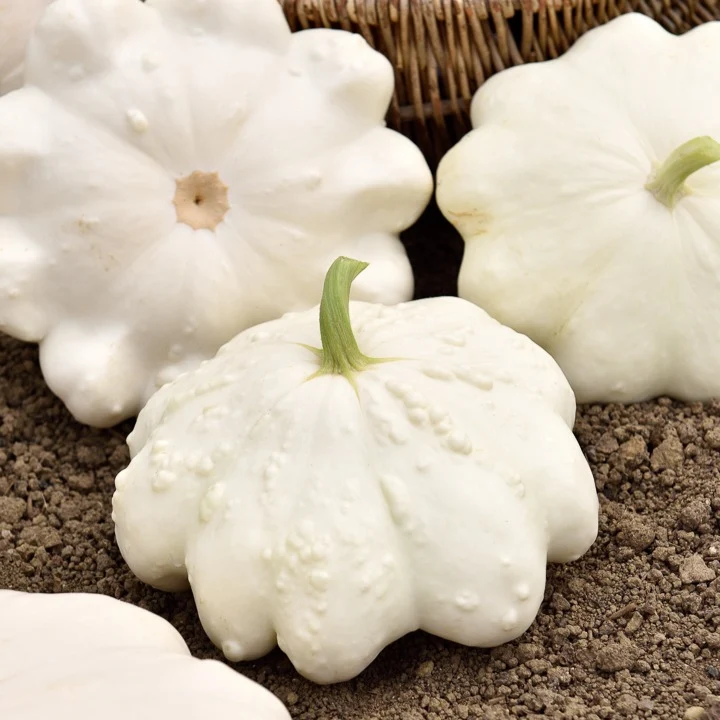 Courge pâtisson blanc