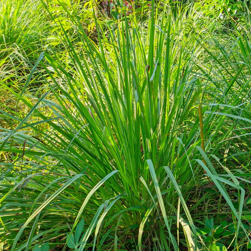 Citronnelle
