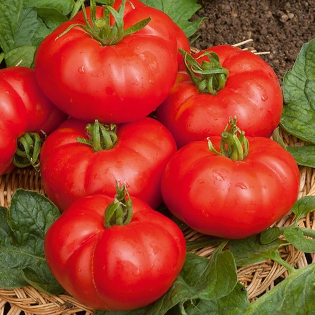 Tomate à très gros fruits Marmande