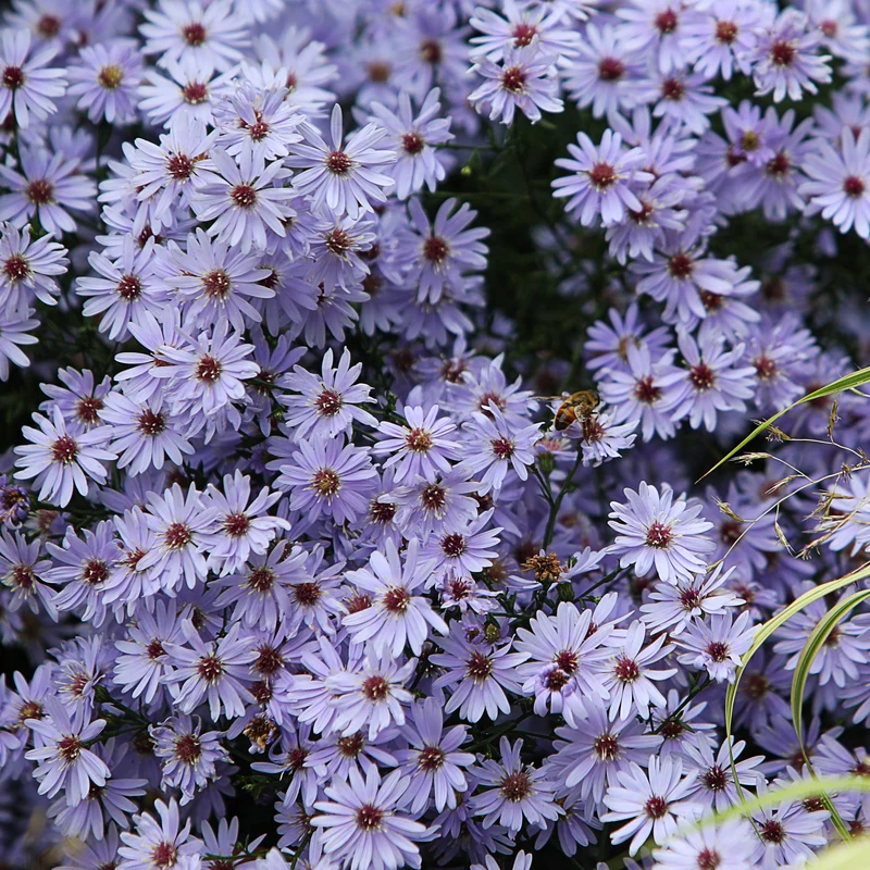 3 Asters Wood's light blue
