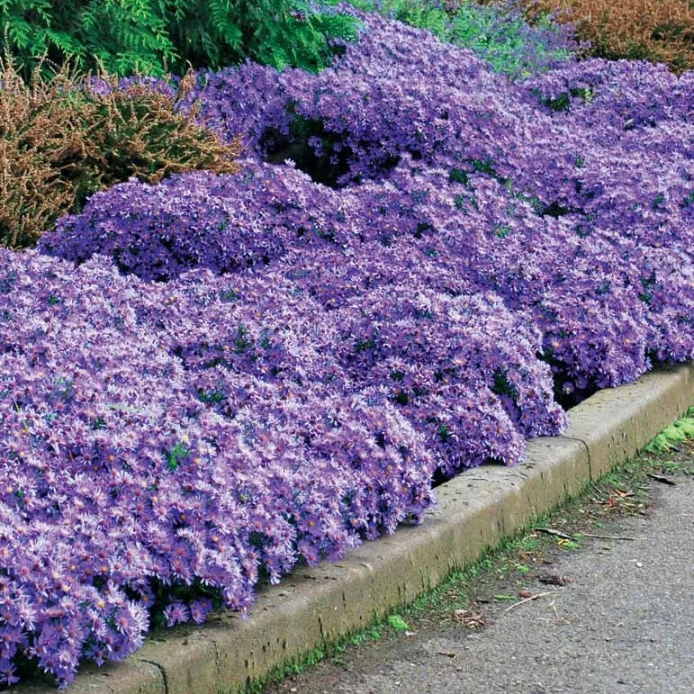 3 Asters Wood's light blue
