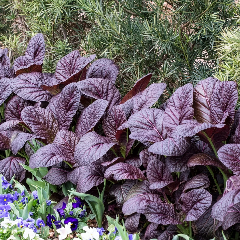Moutarde rouge de Chine Red Giant Bio