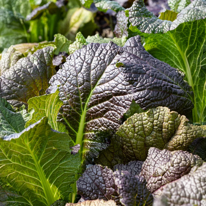 Moutarde rouge de Chine Red Giant Bio