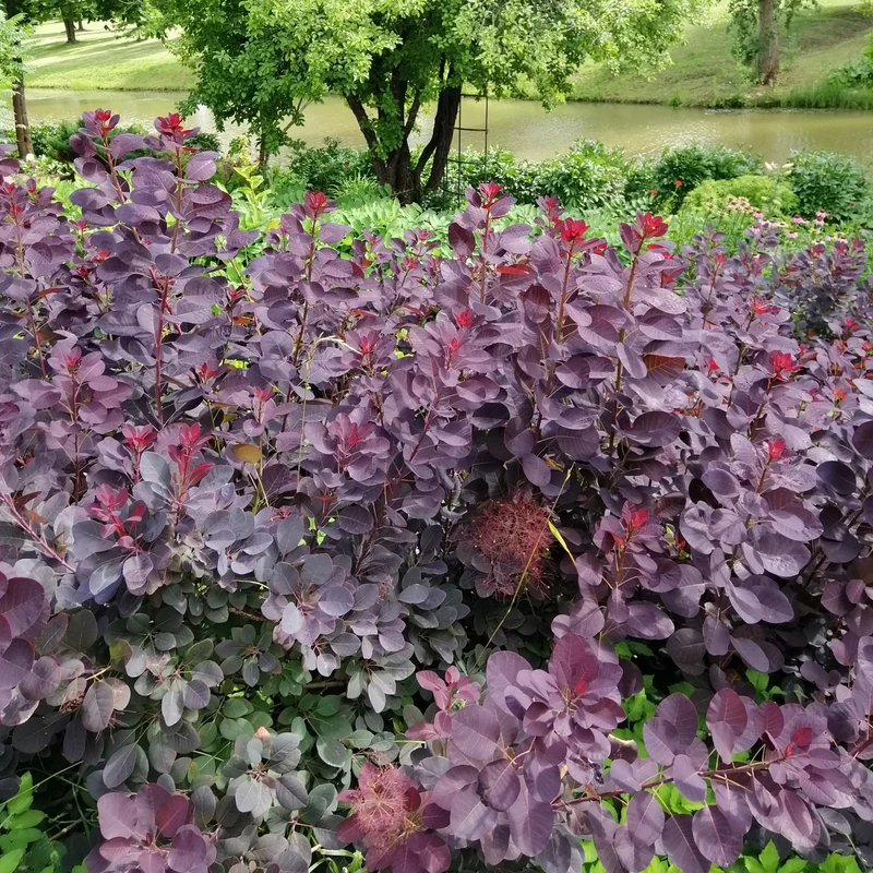 Arbre à perruque pourpre Royal Purple