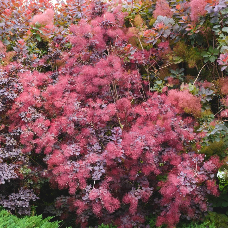 Arbre à perruque pourpre Royal Purple