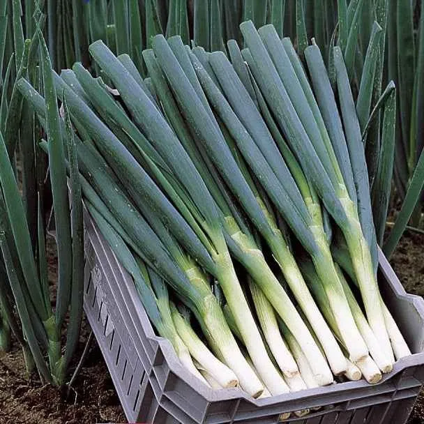 Ciboule Oignon tige Ishikura Long White