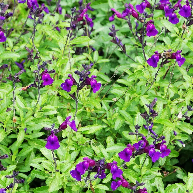 Sauge Violette de Loire ®