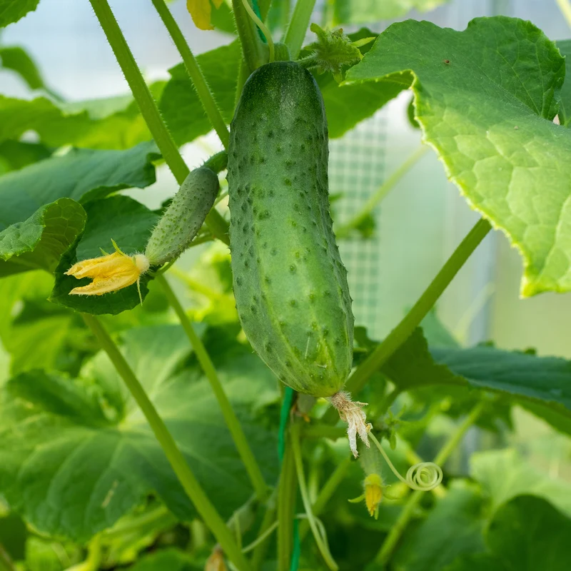 Cornichon Regal F1
