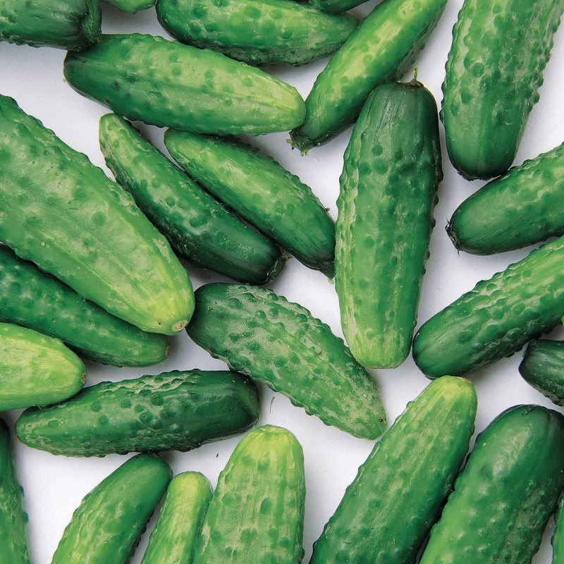 Cornichon Regal F1