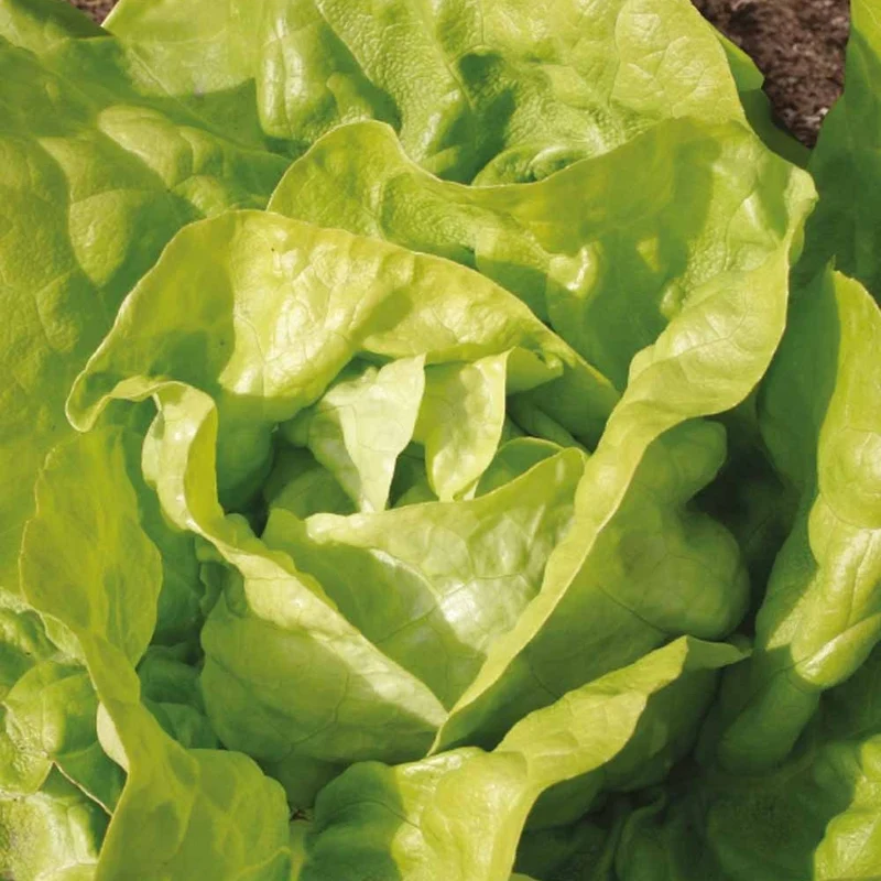 Laitue pommée Twellose Gele Bio
