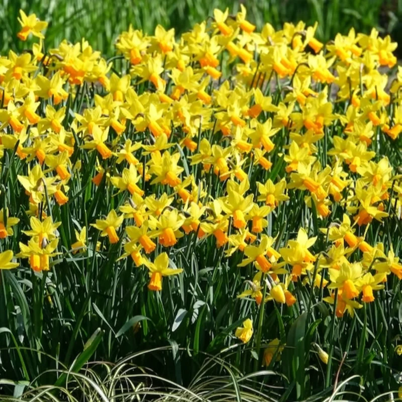 5 Mini-narcisses Jetfire