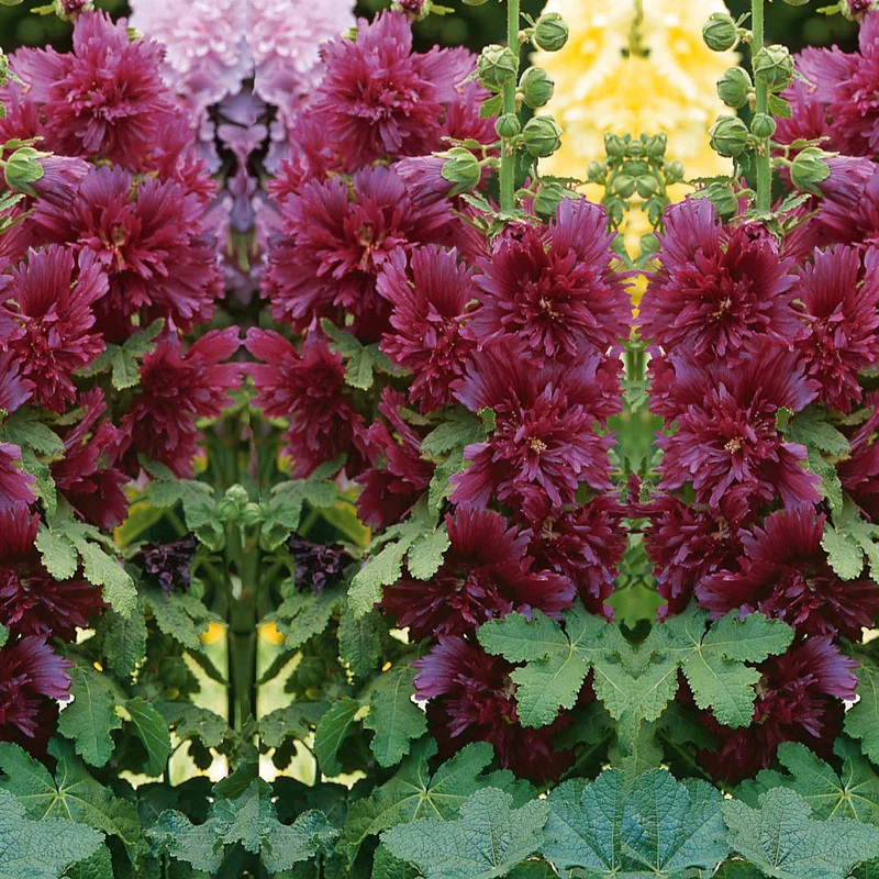 Rose trémière naine pourpre