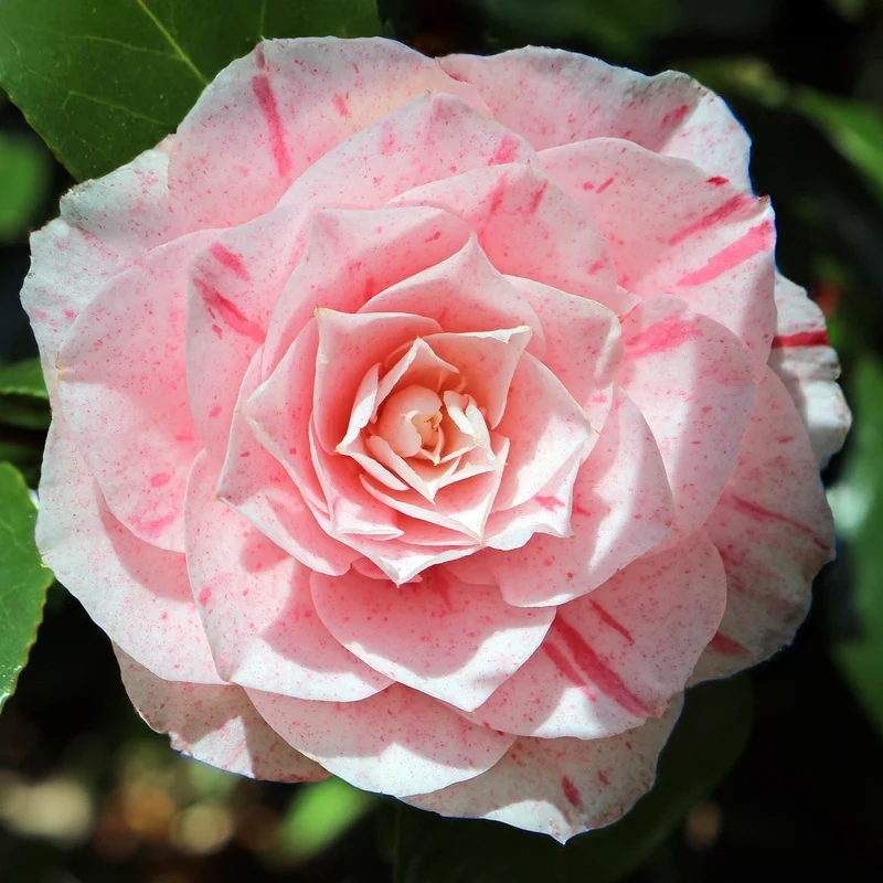 Camélia du Japon bicolore
