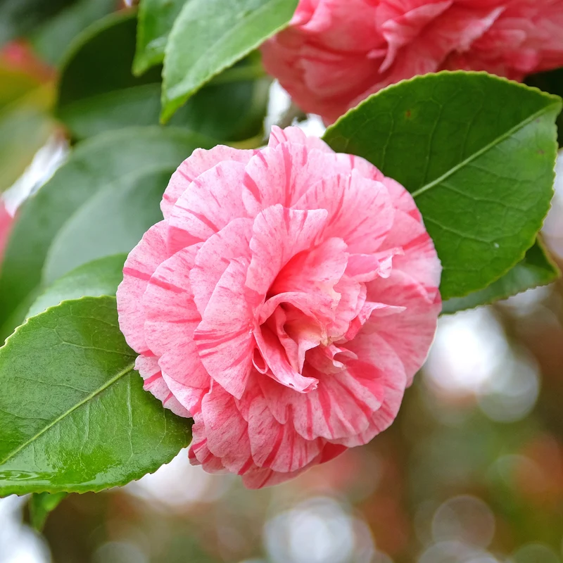 Camélia du Japon bicolore