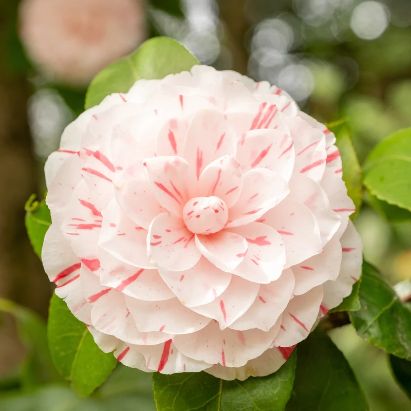 Camélia du Japon bicolore