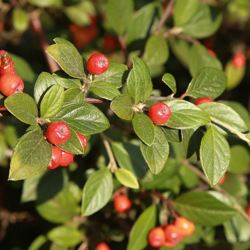 Cotoneaster franchetii