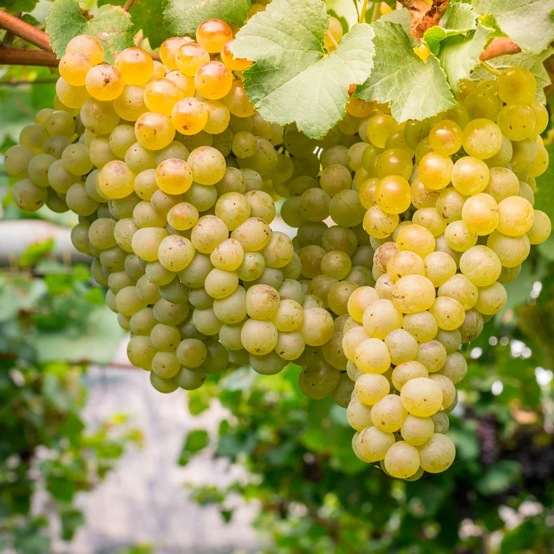 Vigne Chardonnay