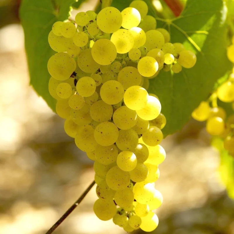 Vigne Chardonnay