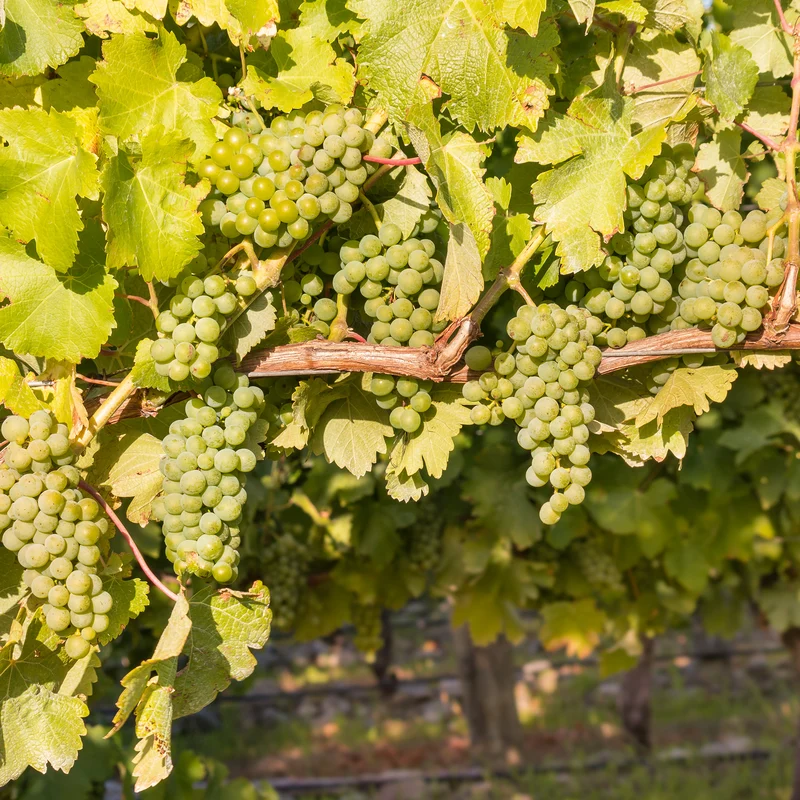 Vigne Chardonnay