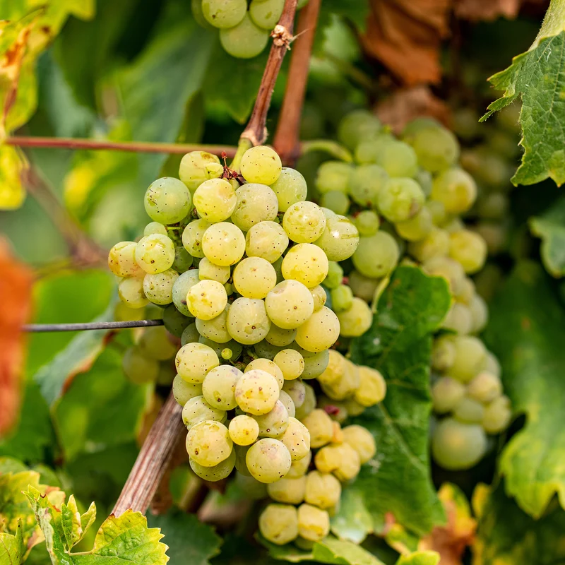 Vigne Chardonnay