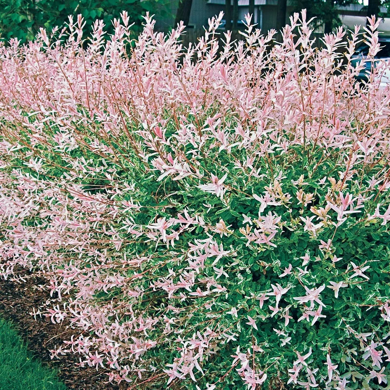 Saule crevette en buisson