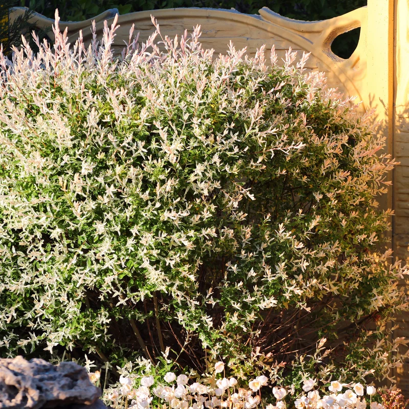 Saule crevette en buisson