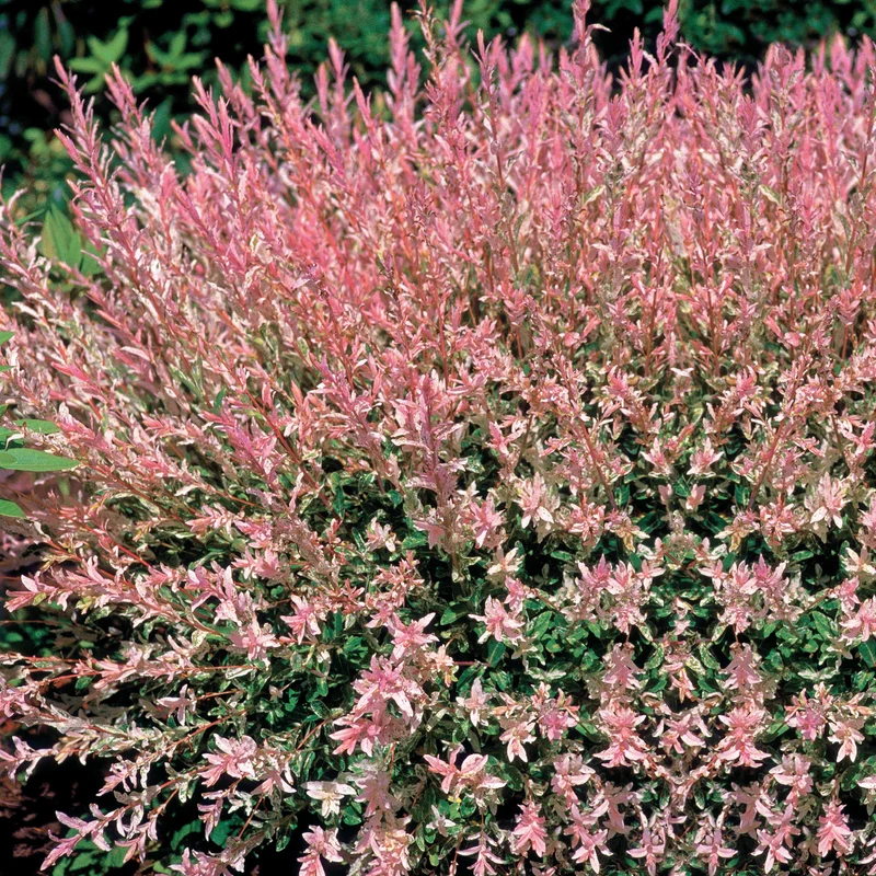 Saule crevette en buisson
