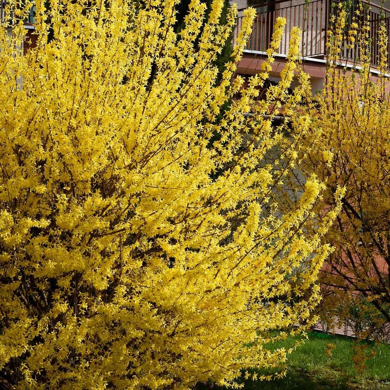 Forsythia Spectabilis
