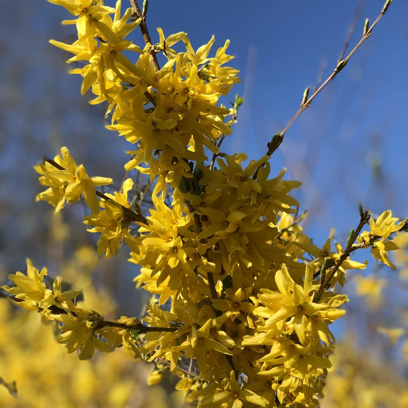 Forsythia Spectabilis