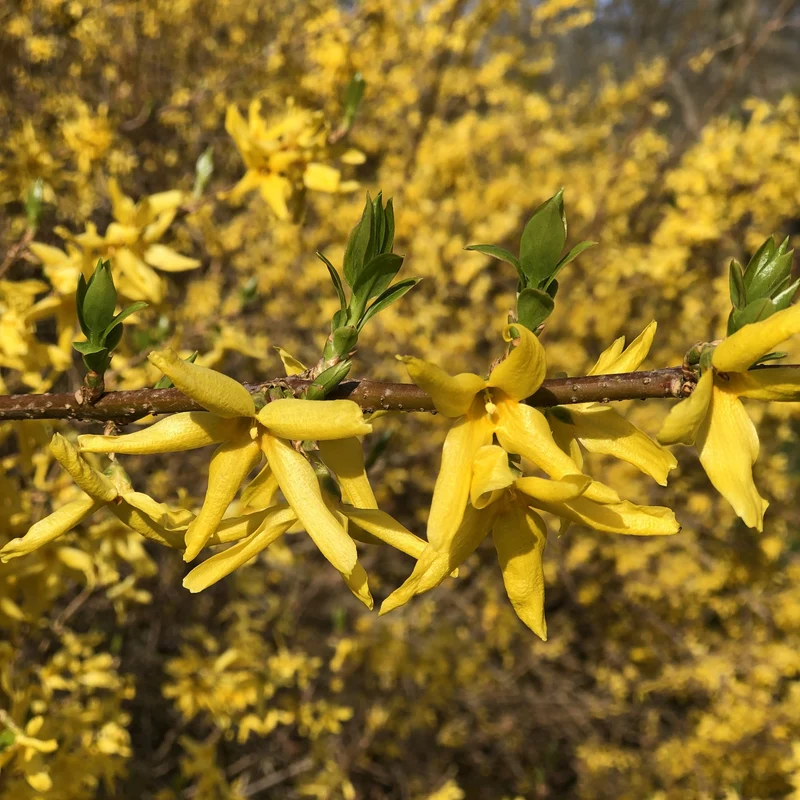 Forsythia Spectabilis