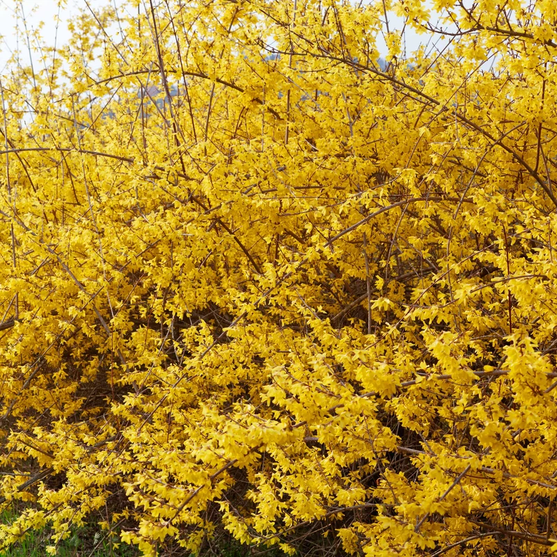 Forsythia Spectabilis
