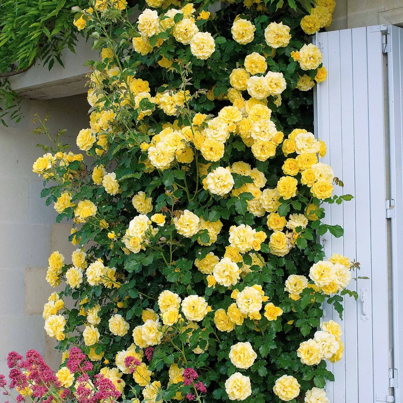 Rosier grimpant Golden Gate ® Korgolgat