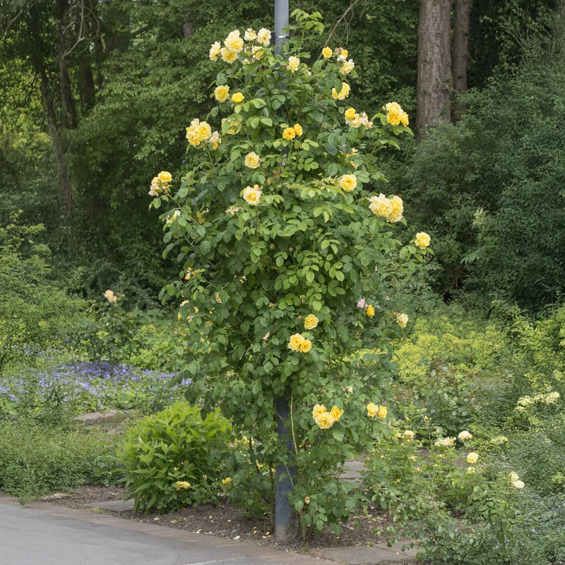 Rosier grimpant Golden Gate ® Korgolgat