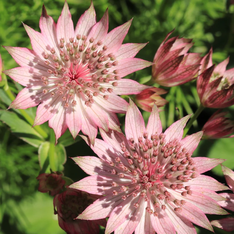 3 Astrances Major rosea
