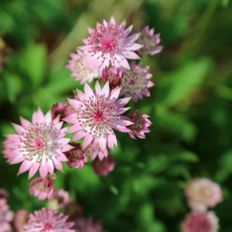 3 Astrances Major rosea