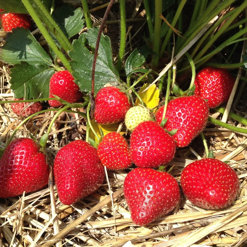 Fraisier à gros fruits Grandian F1