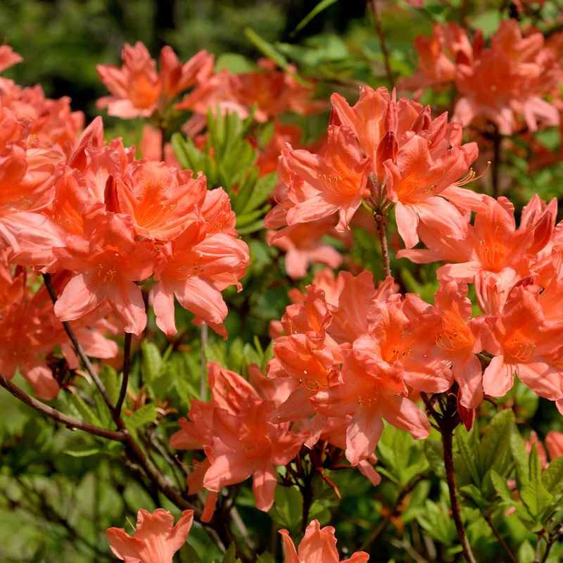 Azalée de Chine rouge orangée
