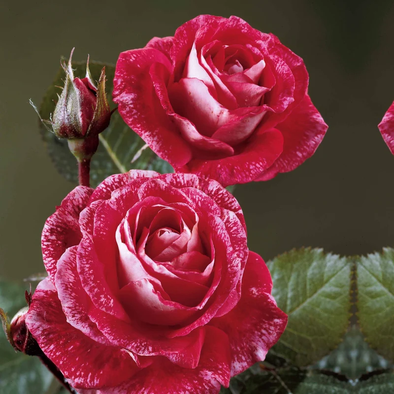 Rosier buisson Famosa