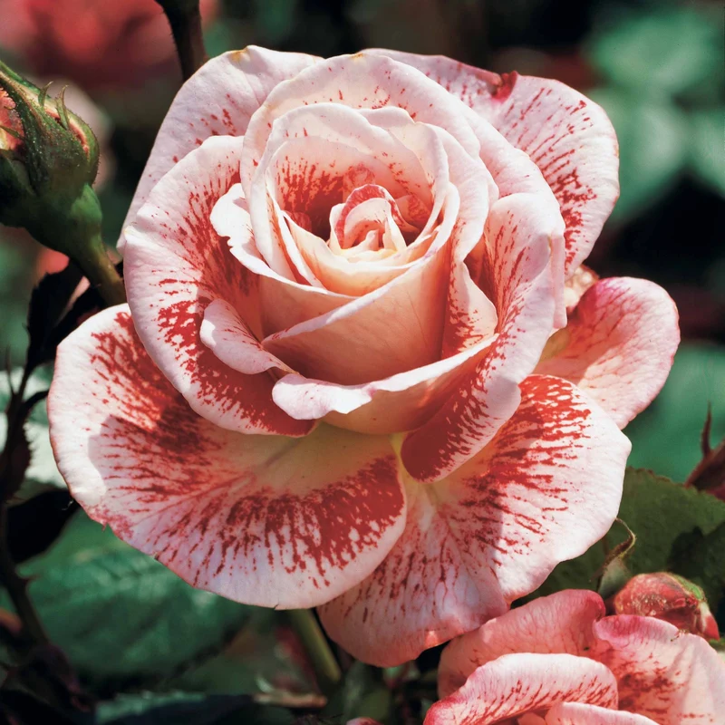 Rosier buisson Famosa