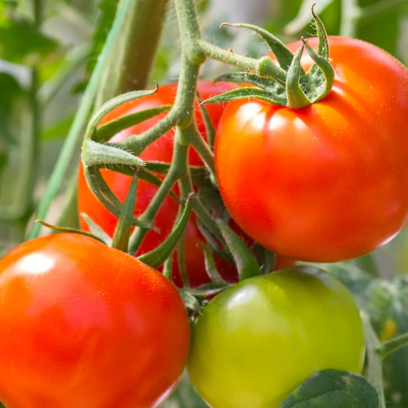 3 Plants de Tomate Montfavet F1
